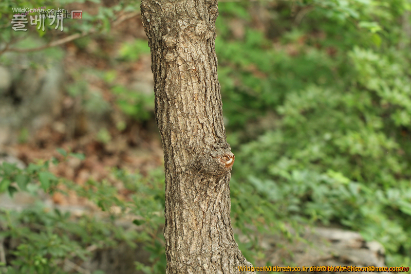 work-IMG_0119.jpg : 자작나무과 같긴한데... work-IMG_0119.jpg : 자작나무과 같긴한데...