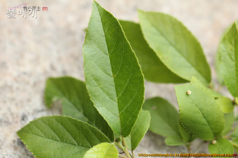 work-IMG_0121.jpg : 자작나무과 같긴한데... work-IMG_0121.jpg : 자작나무과 같긴한데...