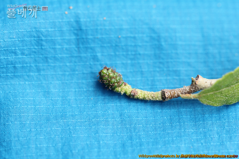 work-IMG_0138.jpg : 자작나무과 같긴한데... work-IMG_0138.jpg : 자작나무과 같긴한데...