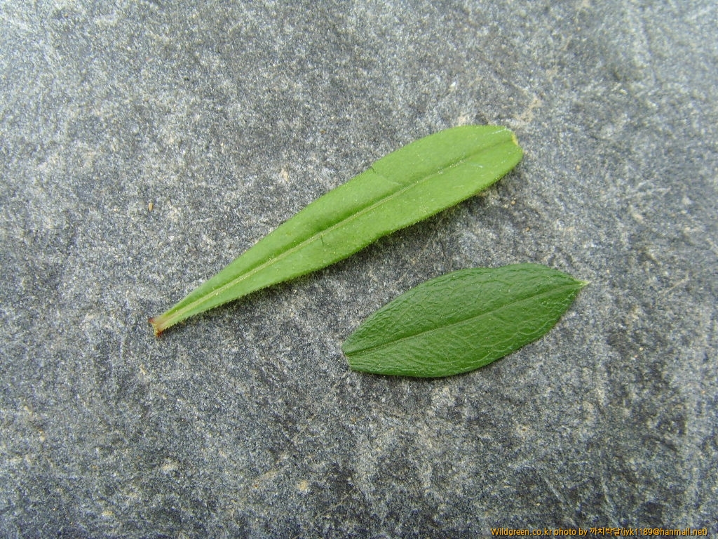 갈퀴잎비교.JPG