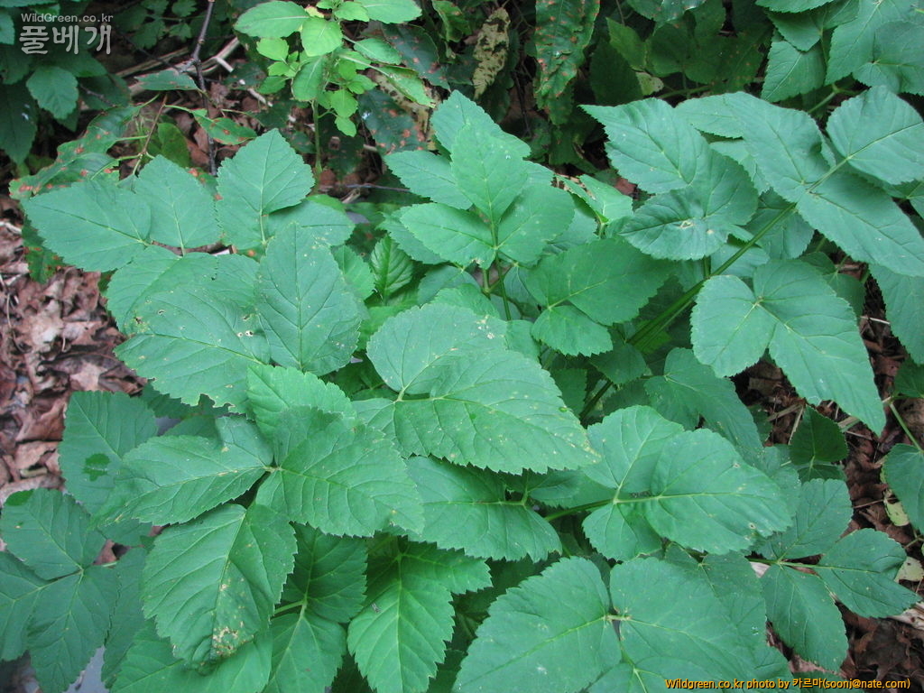 Goutweed-006.jpg