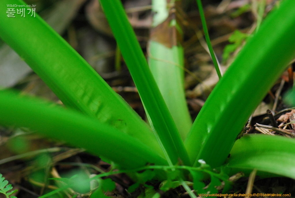 DSC_5238.JPG : 이 식물이름은 무엇인가요??