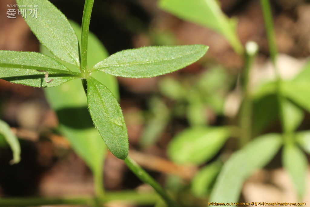 0602 043.jpg : 갈퀴공부 세번째시간입니다.