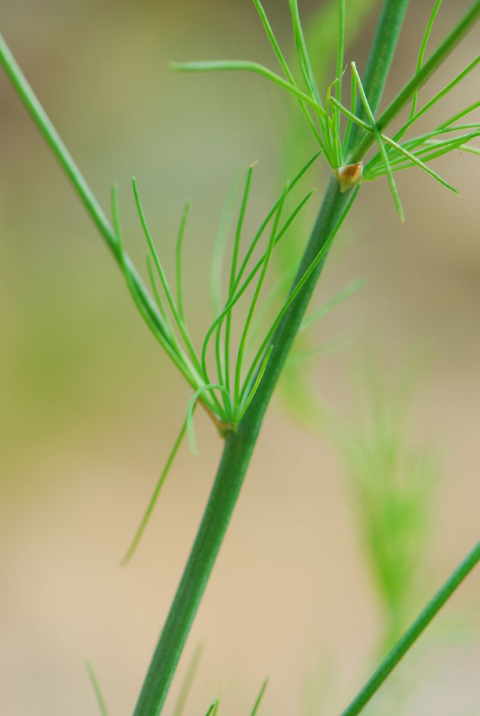 아스파라가스 (3).JPG