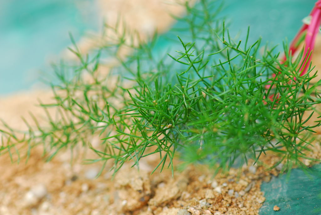 망적천문동 (1).JPG