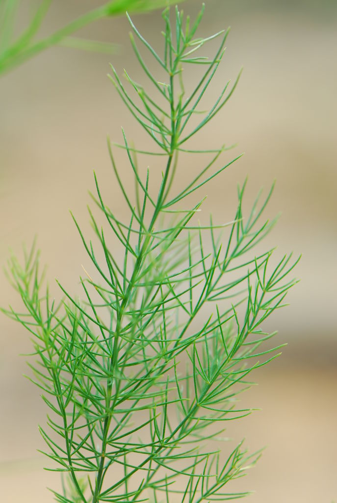 아스파라가스 (2).JPG