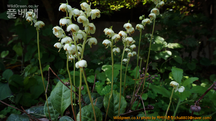 DSC08468-노루발.jpg : 기사포 사구