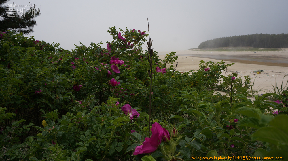 DSC08366-해당화 피는 해변.jpg : 기사포 사구
