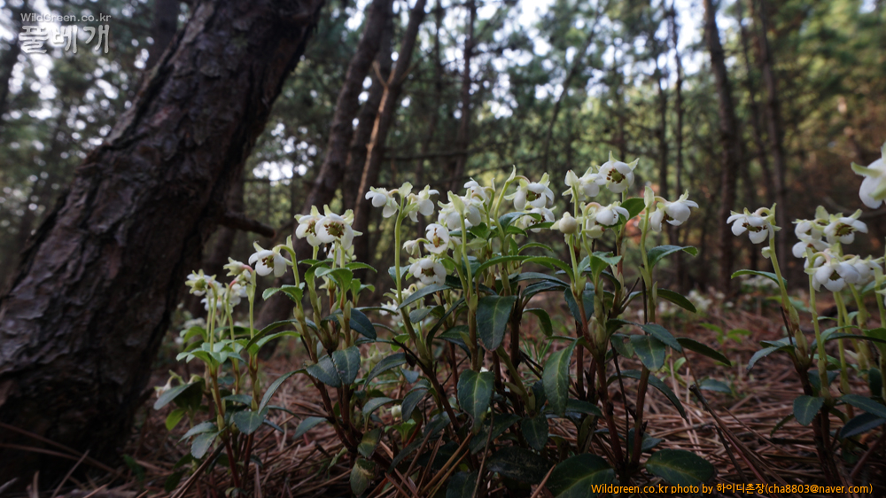 DSC08481-매화노루발.jpg : 기사포 사구