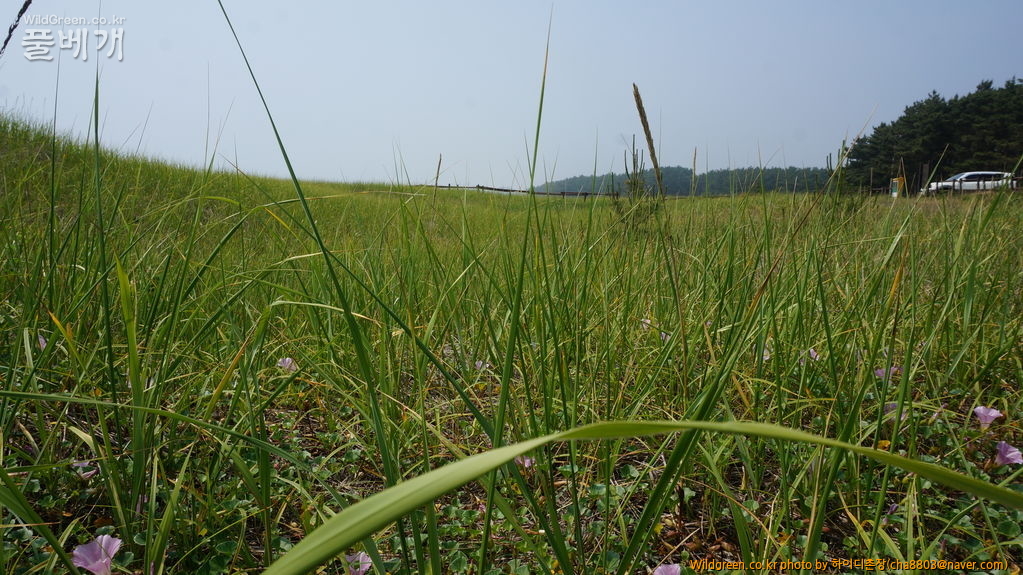 DSC08465.JPG : 기사포 사구