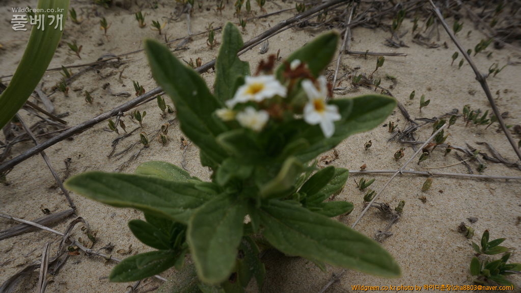 DSC08368.JPG : 기사포 사구