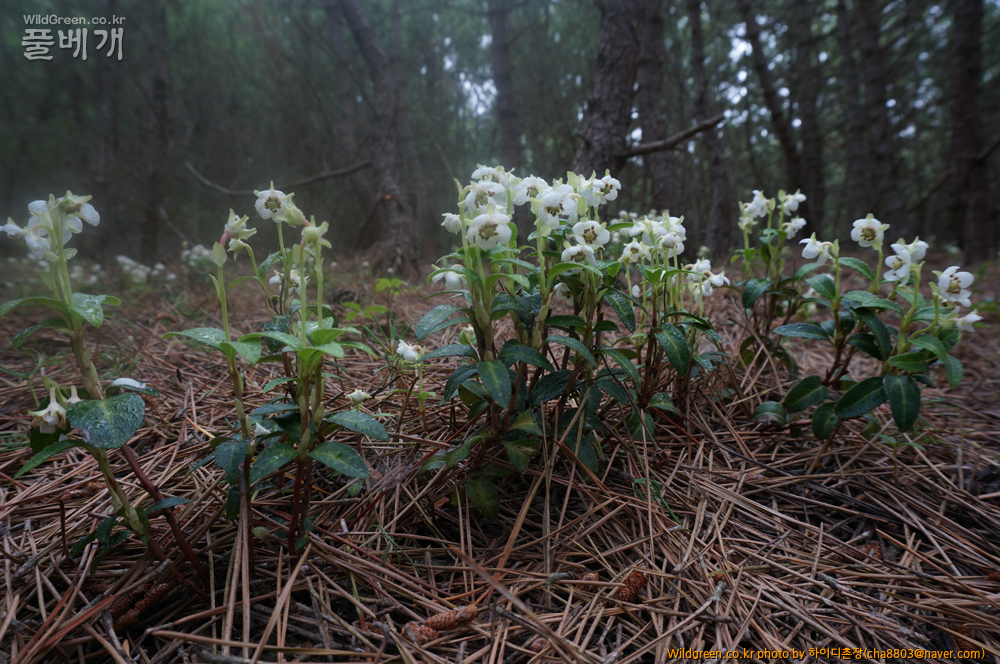 DSC08568-매화노루.jpg : 기사포 사구