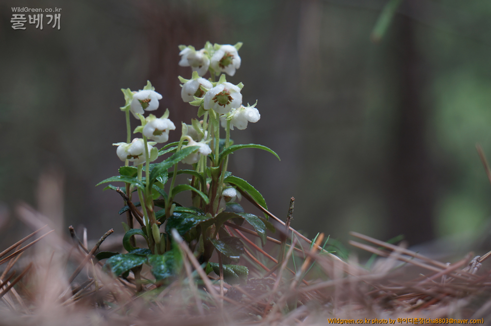 DSC08625-매화a.jpg : 기사포 사구