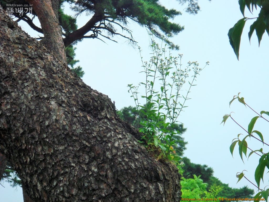 소나무DSC00930도고 (2).JPG : 도산초실의 노송 2점(알랑가몰라)
