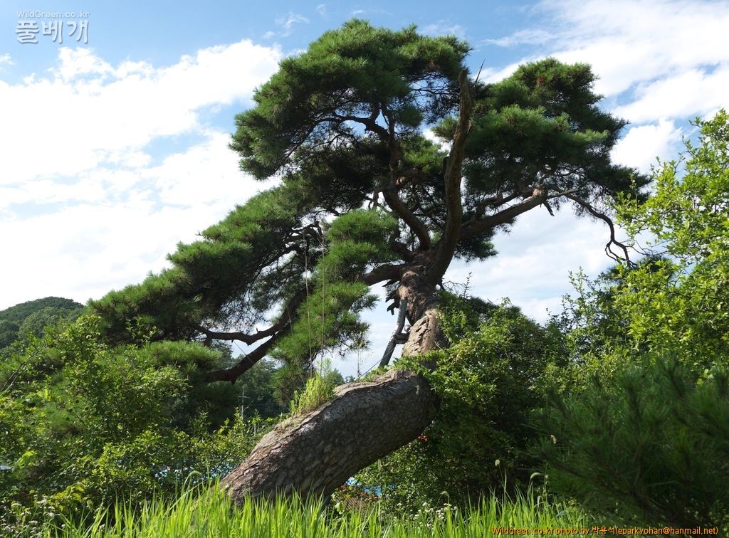 소나무P1090614도산초실 (2).JPG : 도산초실의 노송 2점(알랑가몰라)