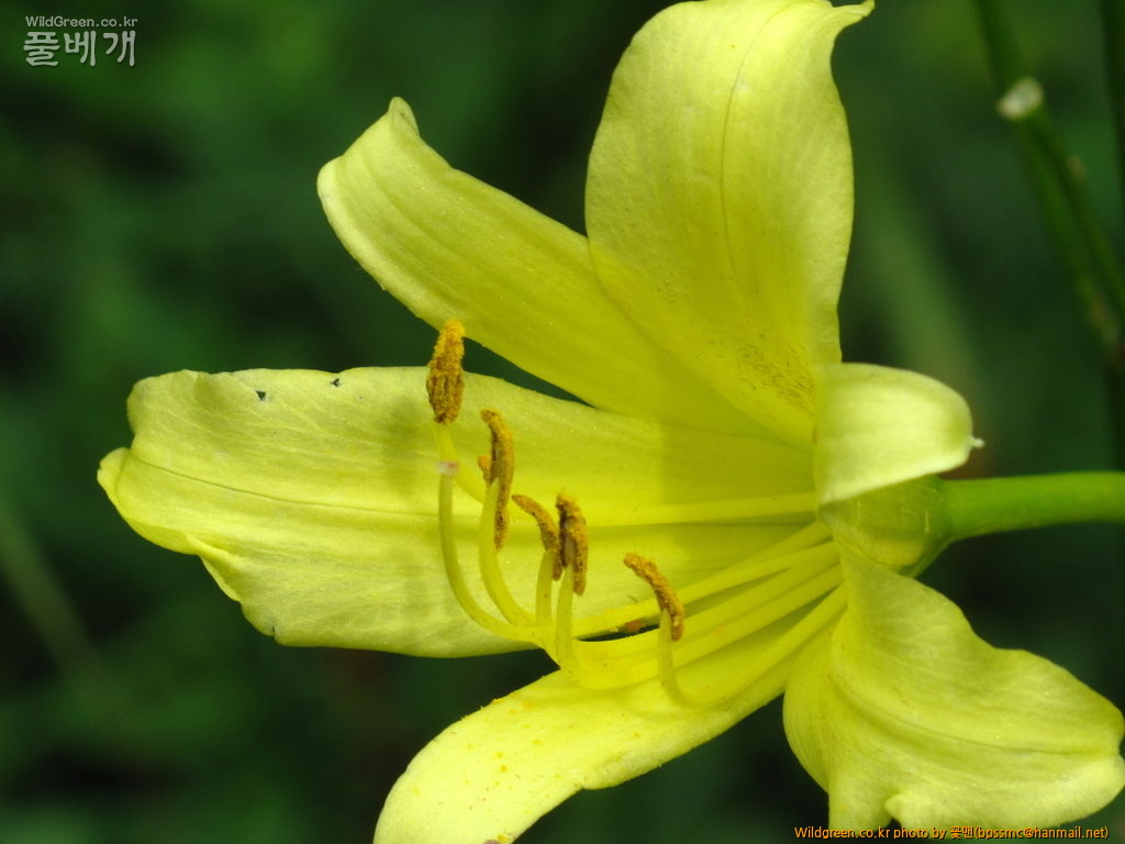 원추리(노랑-) (2).JPG : 우연히 만난 노랑꽃 원추리
