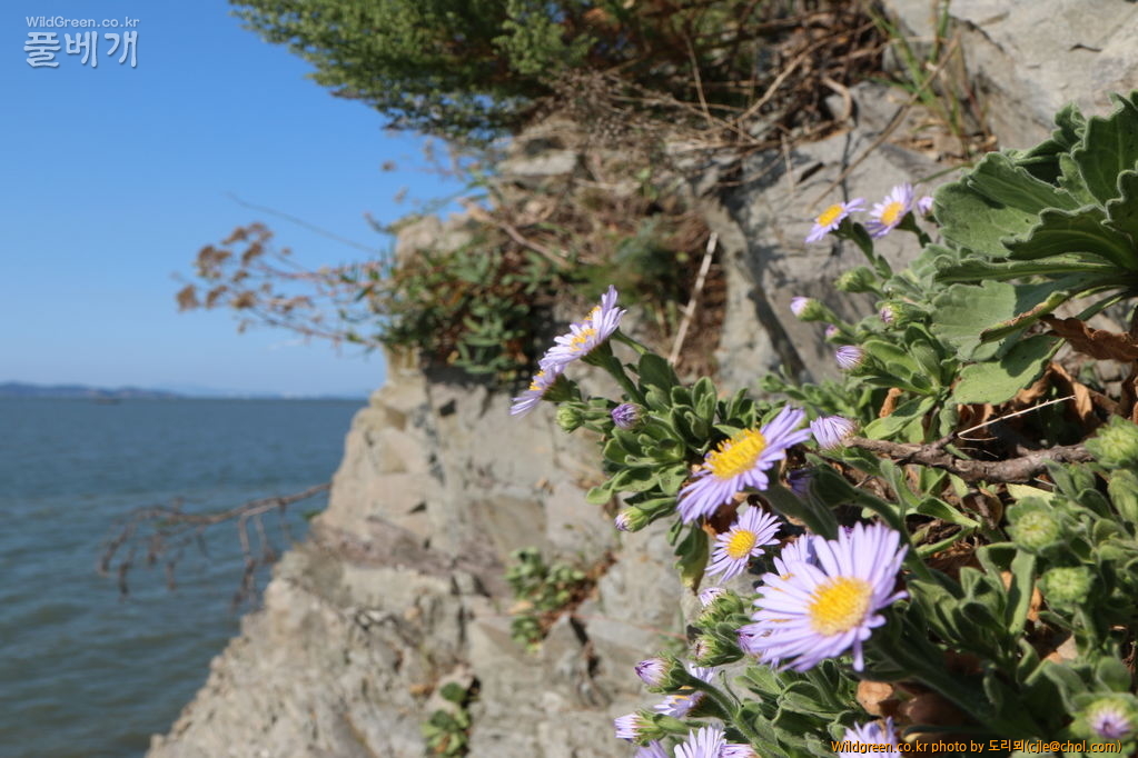 mcjle140910 영흥도 해국 104.JPG