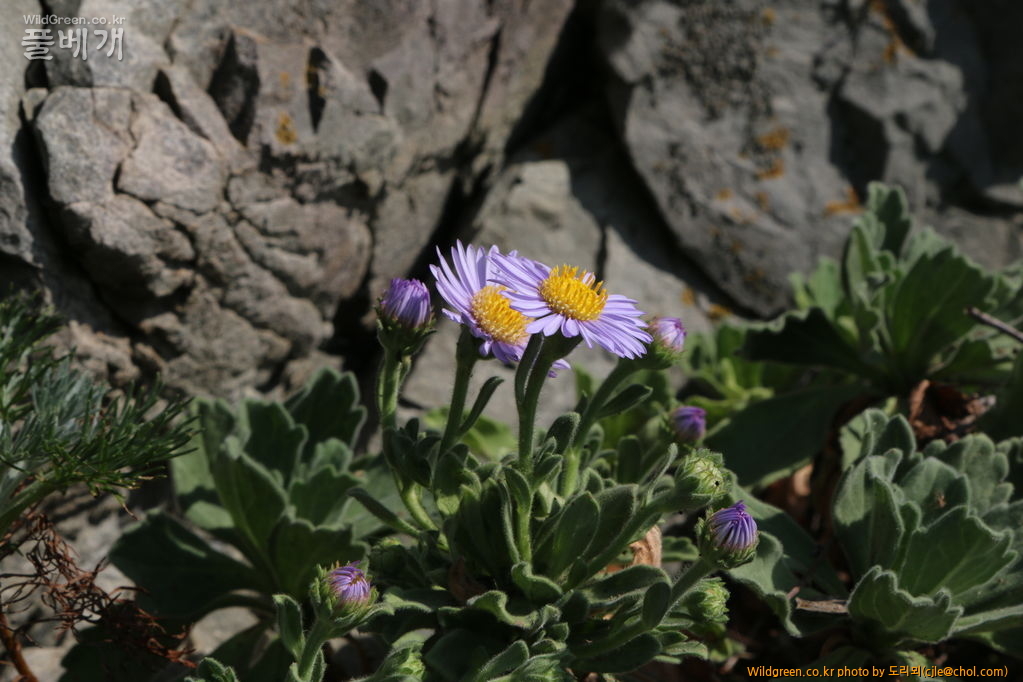 mcjle140910 영흥도 해국 097.JPG