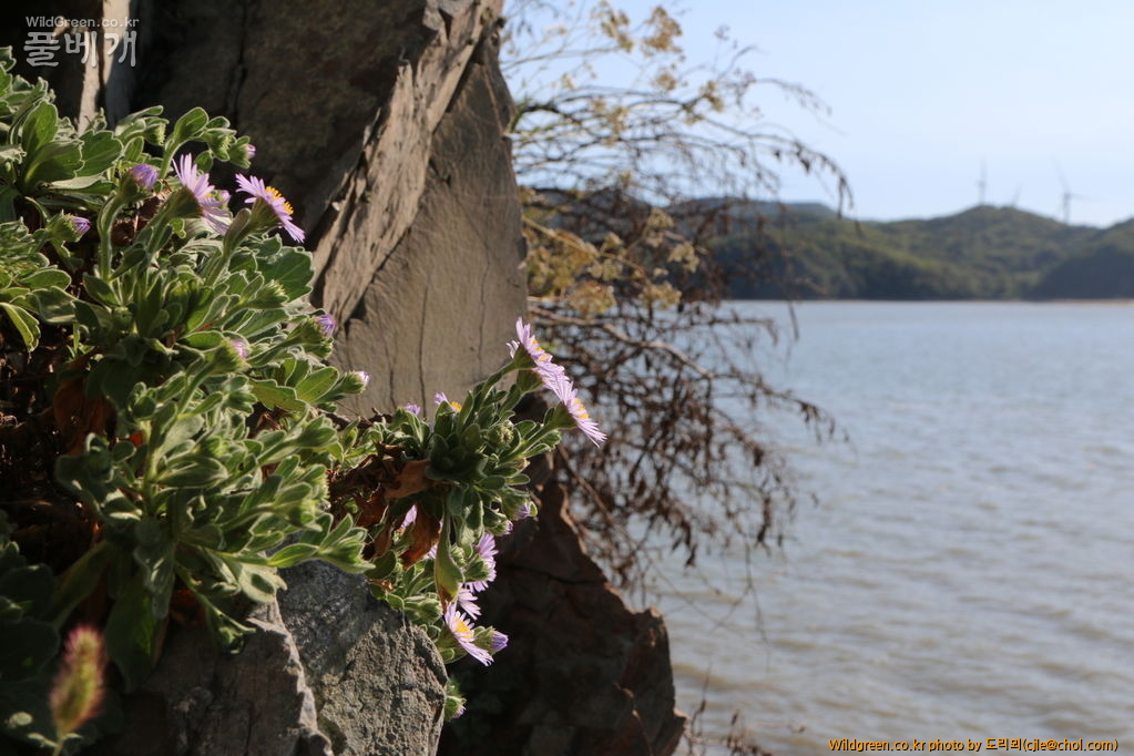 mcjle140910 영흥도 해국 109.JPG