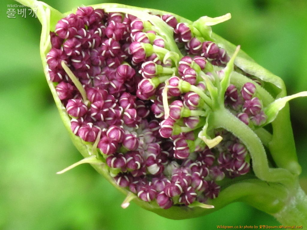 바디나물 (4).JPG