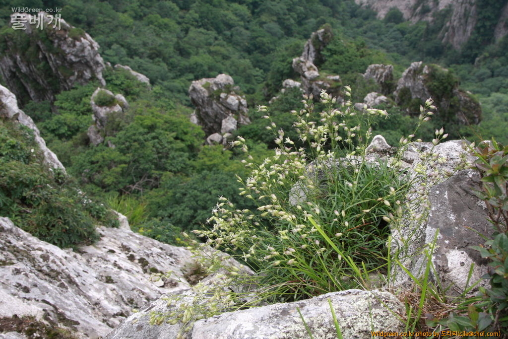 mcjle140720 설악산 가는다리장구채 300.JPG