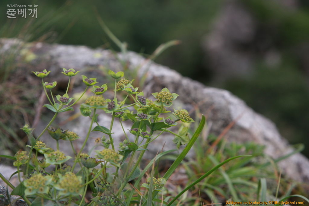 mcjle140720 설악산 등대시호 347.JPG