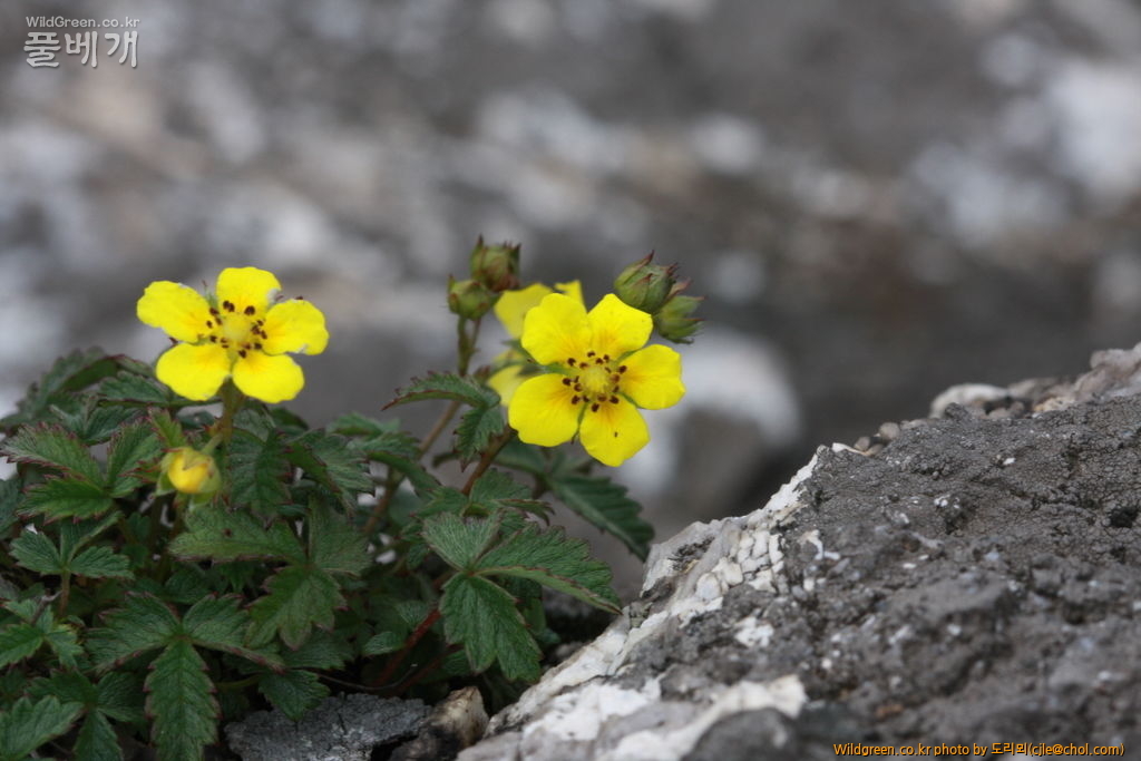 mcjle140720 설악산 돌양지꽃 168.JPG
