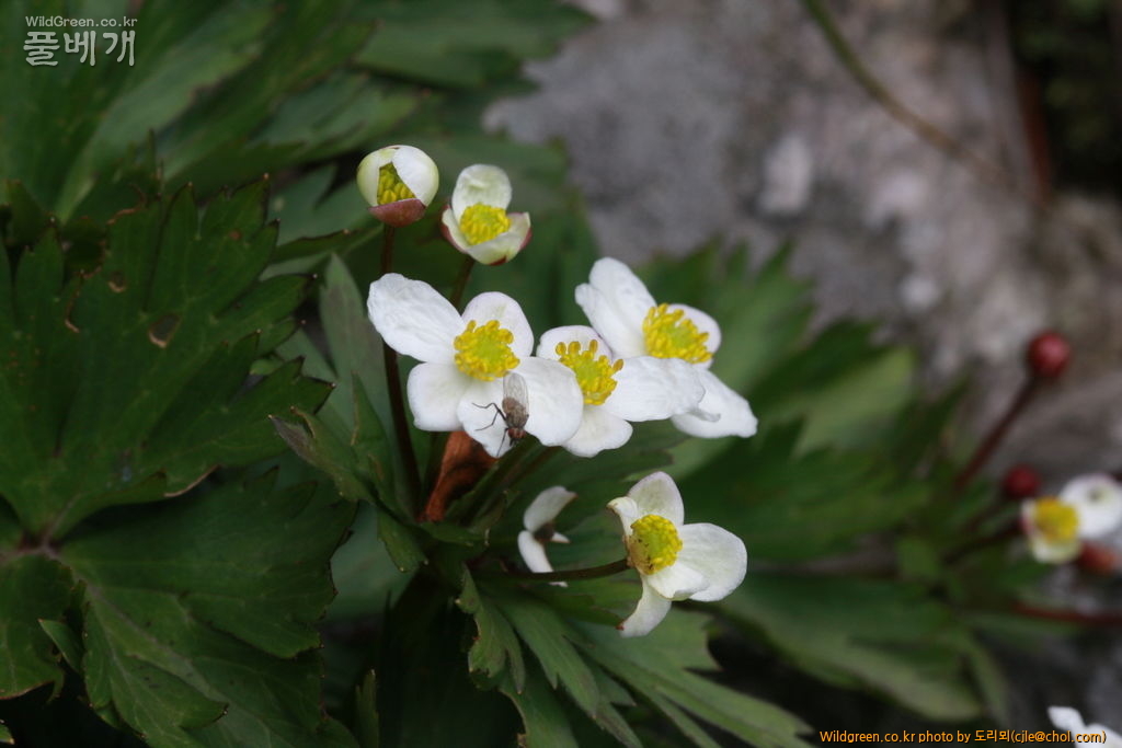 mcjle140720 설악산 바람꽃 209.JPG