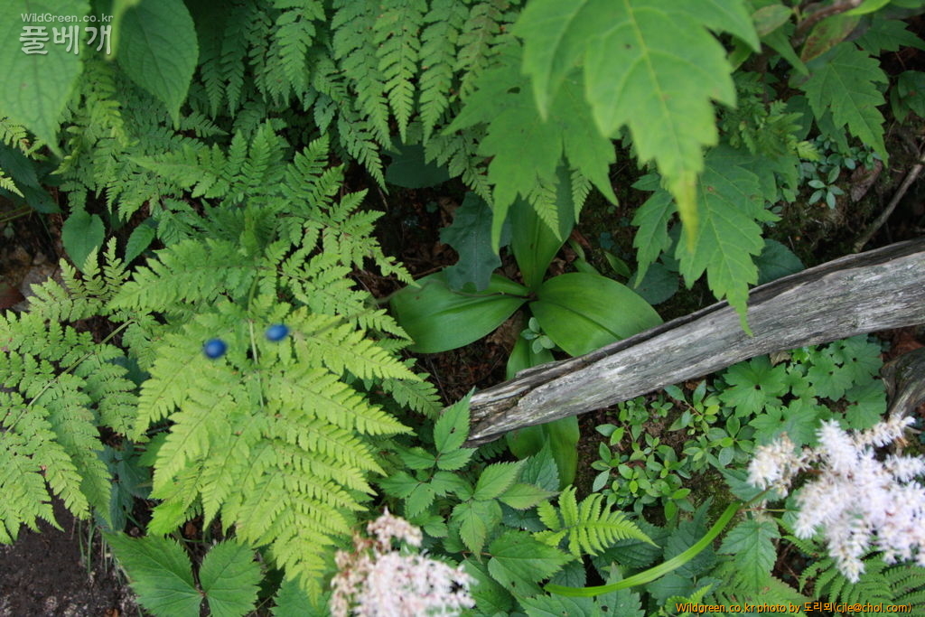 mcjle140720 설악산 나도옥잠난초 408.JPG