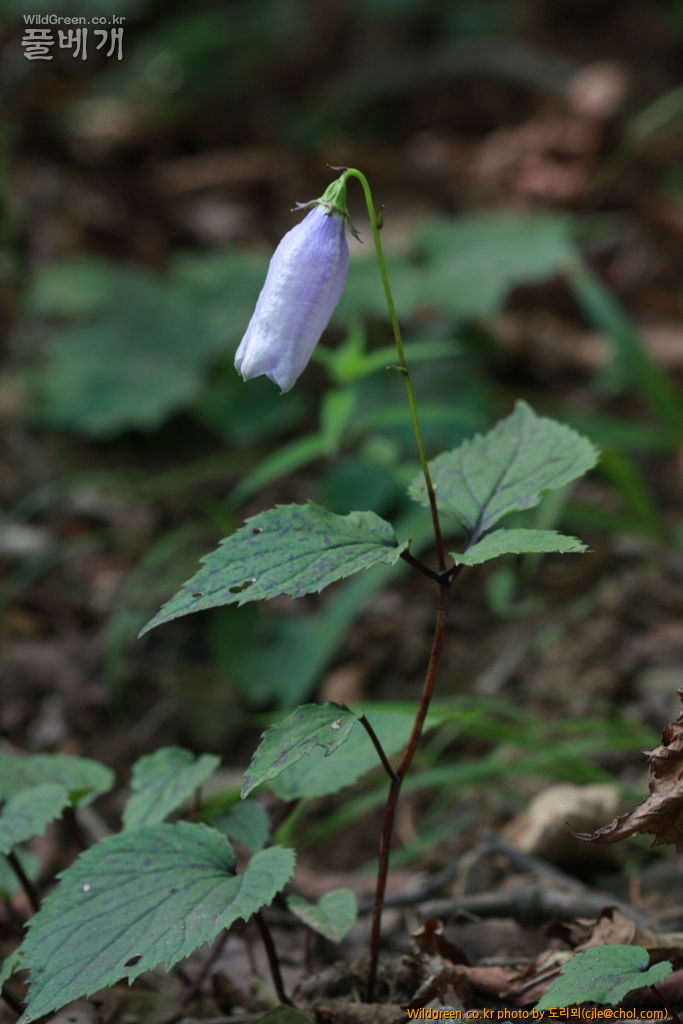 mcjle140720 설악산 금강초롱꽃 426.JPG