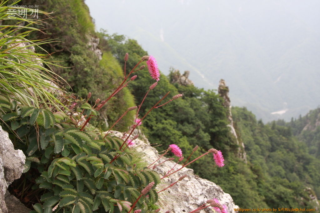 mcjle140720 설악산 산오이풀 343.JPG