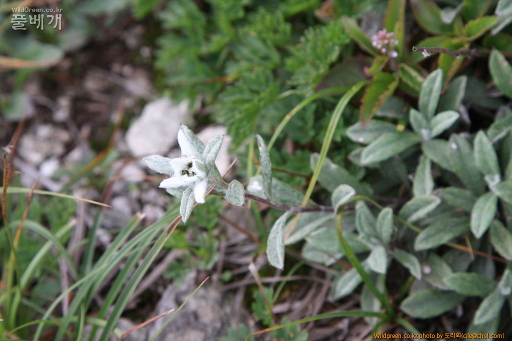 mcjle140720 설악산 솜다리 324.JPG