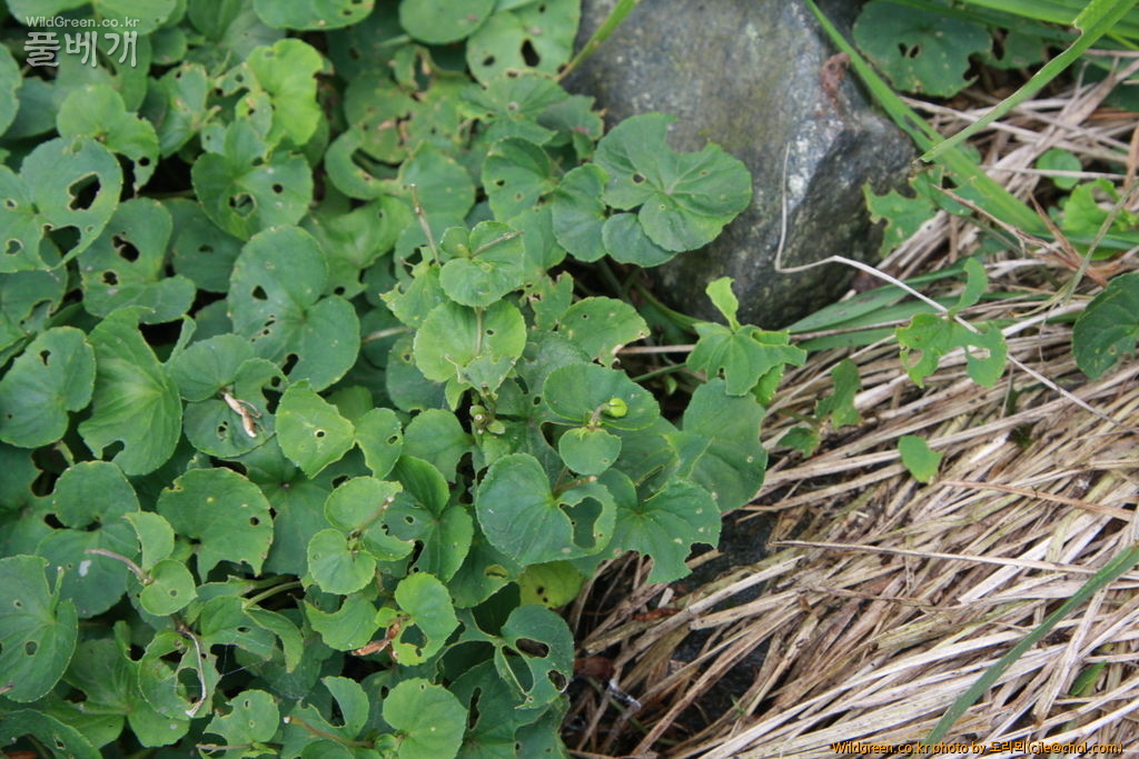 mcjle140720 설악산 장백제비꽃 338.JPG