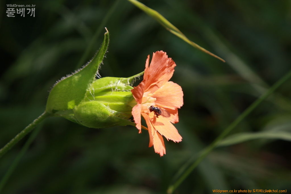 mcjle140720 설악산 동자꽃 089.JPG