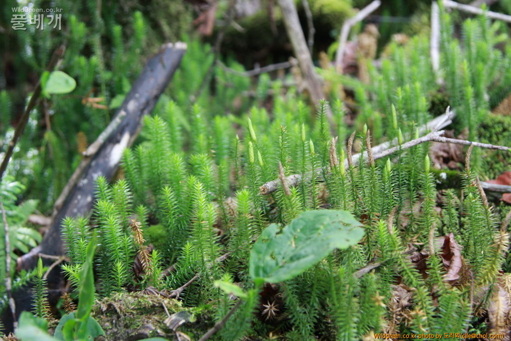 mcjle140720 설악산 석송 354.JPG