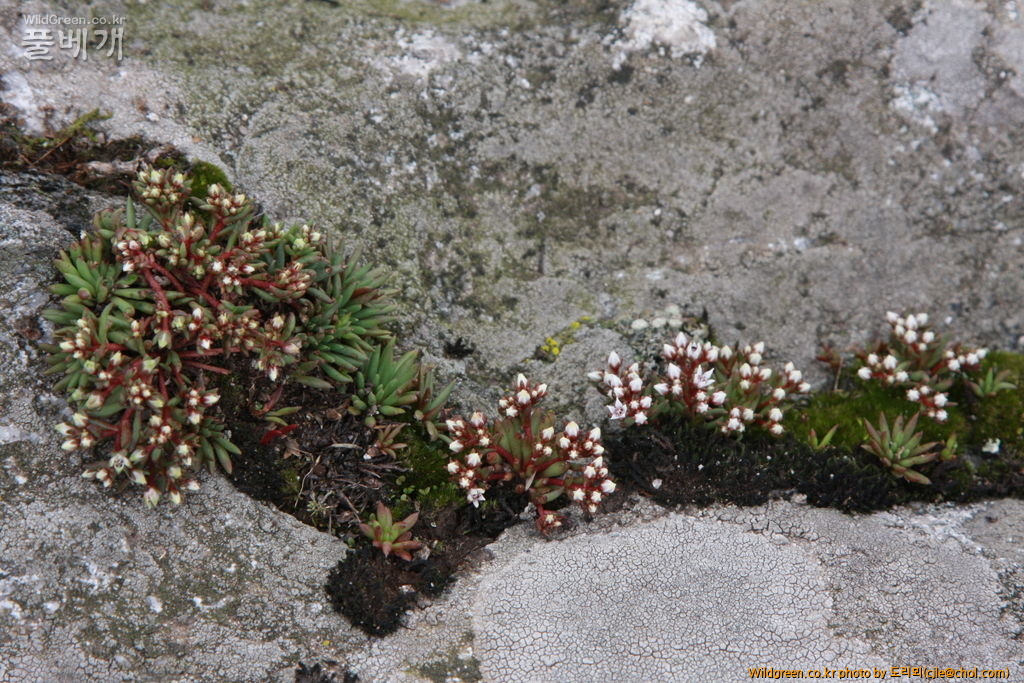 mcjle140720 설악산 난장이바위솔 348.JPG