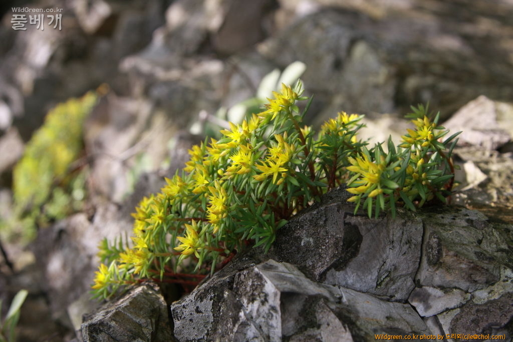mcjle140720 설악산 바위채송화 098.JPG