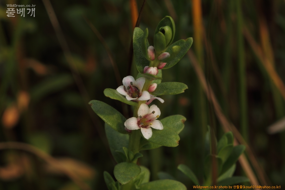 DPP_2015.07.05 동해안0154.JPG : 동해안 일대 산책