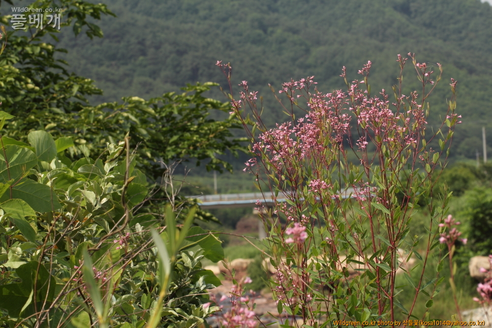 DPP_2015.07.05 동해안0029.JPG : 동해안 일대 산책