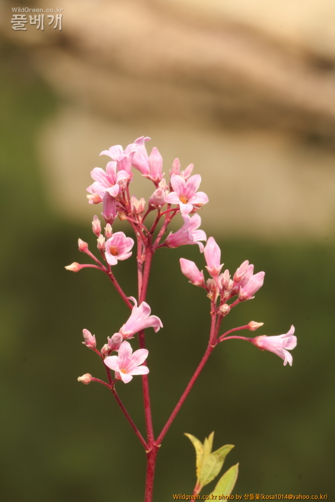 DPP_2015.07.05 동해안0013.JPG : 동해안 일대 산책