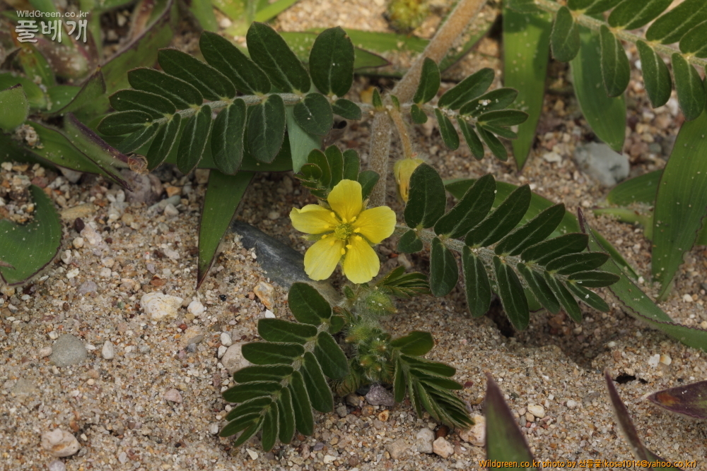 DPP_2015.07.05 동해안0113.JPG : 동해안 일대 산책