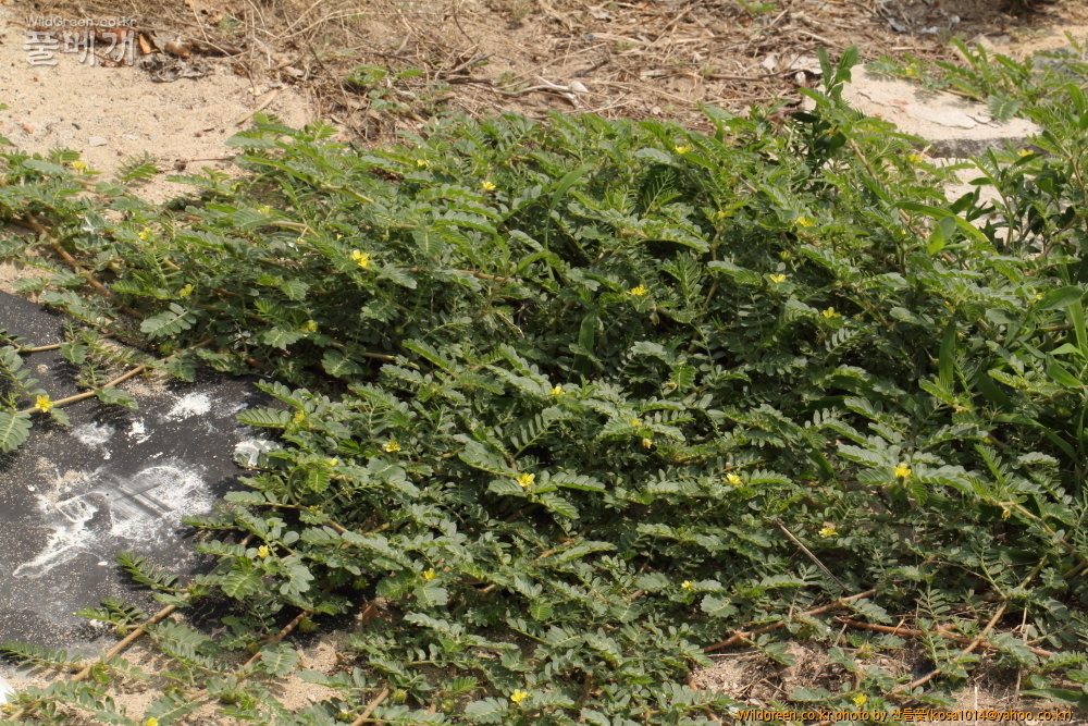 DPP_2015.07.05 동해안0125.JPG : 동해안 일대 산책