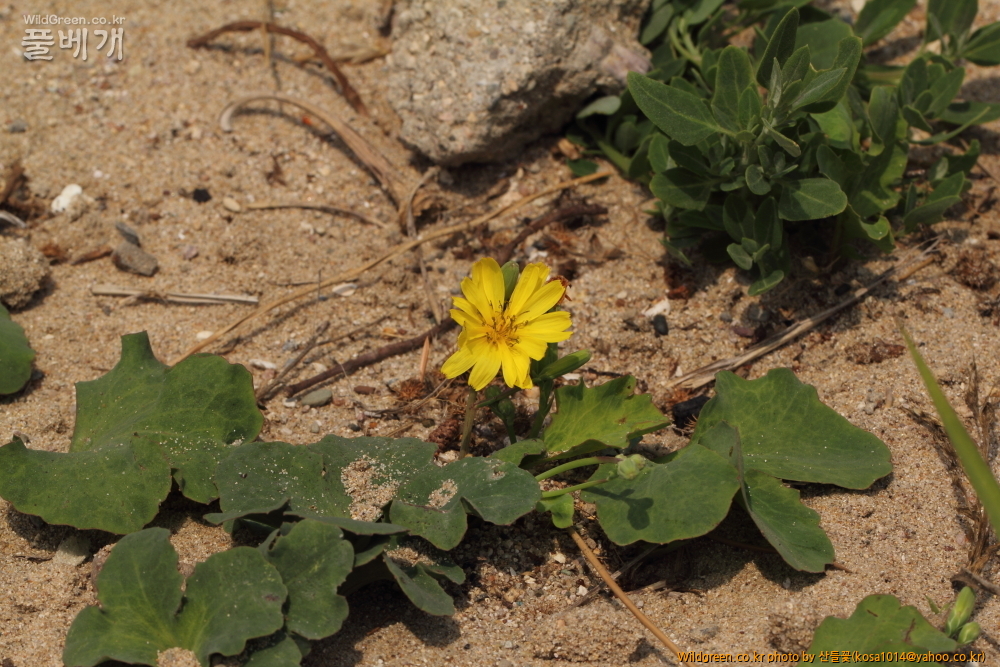 DPP_2015.07.05 동해안0129.JPG : 동해안 일대 산책