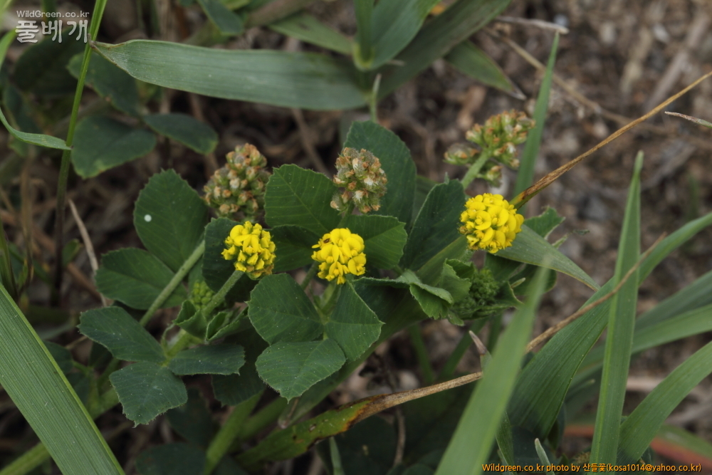 DPP_2015.07.05 동해안0087.JPG : 동해안 일대 산책