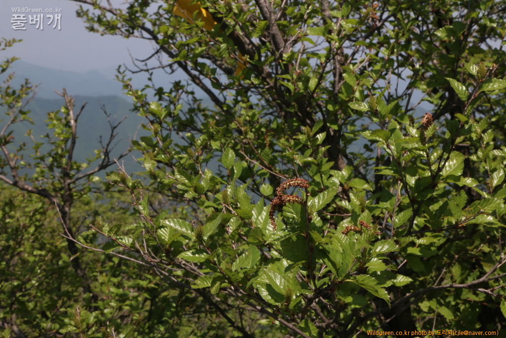mcjle180526 석명산 개박달나무 Betula chinensis 수꽃 5856.JPG