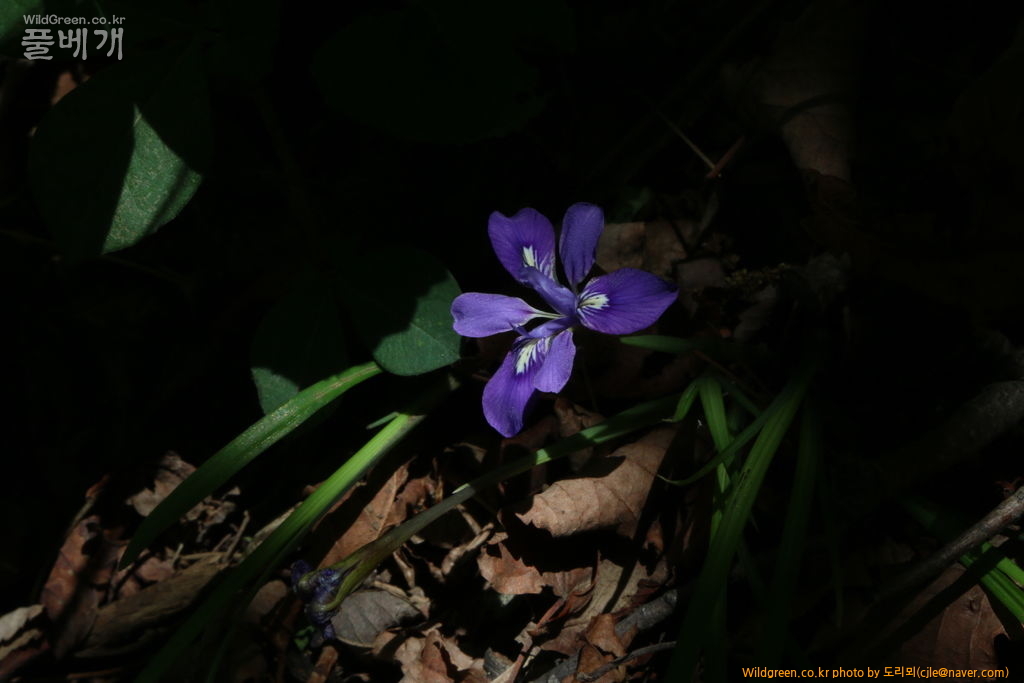 mcjle180526 석명산 각시붓꽃 Iris rossii 5789.JPG