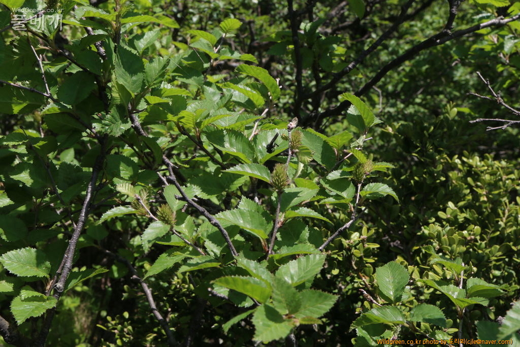 mcjle180526 석명산 개박달나무 Betula chinensis 5836.JPG