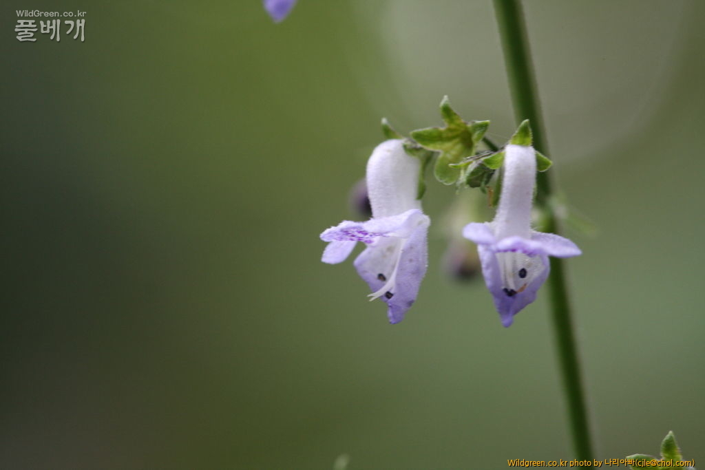 cjle120808 덕유산 산박하.jpg : 덕유산에 다녀왔습니다. cjle120808 덕유산 산박하.jpg : 덕유산에 다녀왔습니다.