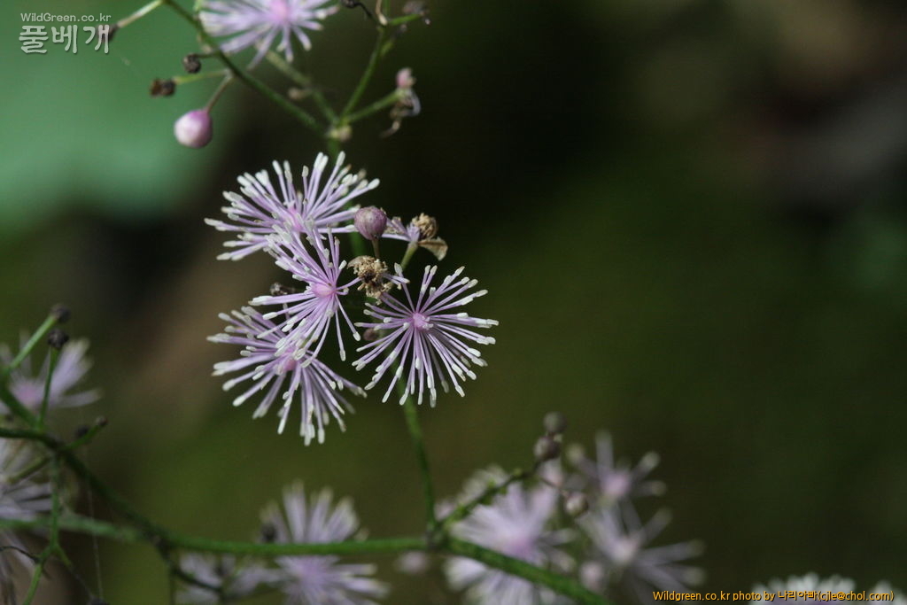 cjle120808 덕유산 자주꿩의다리1.jpg : 덕유산에 다녀왔습니다. cjle120808 덕유산 자주꿩의다리1.jpg : 덕유산에 다녀왔습니다.