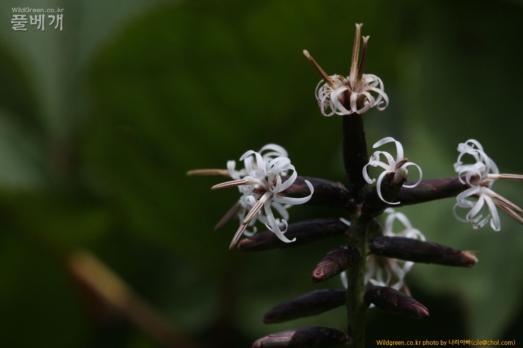 cjle120808 덕유산 단풍취.jpg : 덕유산에 다녀왔습니다.